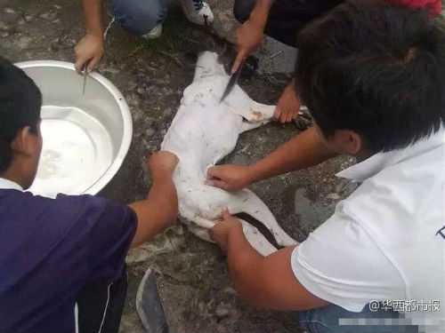 �W(w��ng)������Ű������Ƭ���ؑ�(y��ng)�Q�P(gu��n)��ƨ����