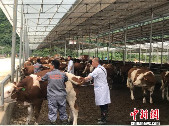 廣西牽住產(chǎn)業(yè)扶貧“牛鼻子”助推貧困地區(qū)開通“致富快車”