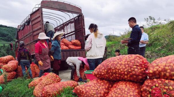 盤州市支行950萬元“產(chǎn)業(yè)化龍頭企業(yè)流動(dòng)資金貸款”助力農(nóng)戶增收