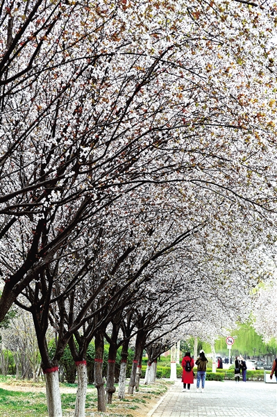 游客太多高校無(wú)奈限車限人 免費(fèi)看花你夠文明嗎?