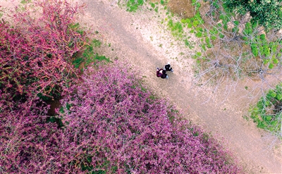 游客太多高校無(wú)奈限車限人 免費(fèi)看花你夠文明嗎?