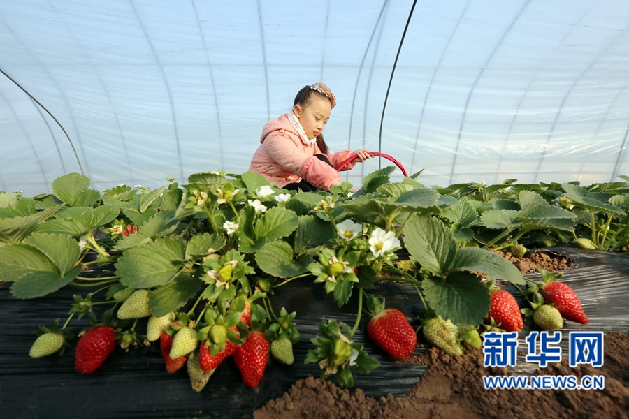 ��������:��ݮ����ӭ����