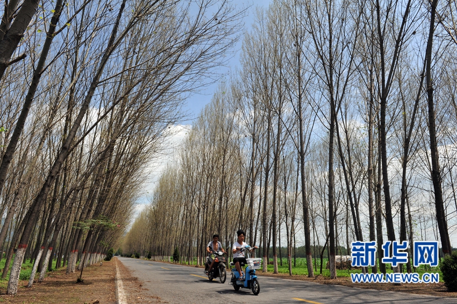 沁陽:人工圍剿楊樹食葉害蟲 沁陽:人工圍剿楊樹食葉害蟲