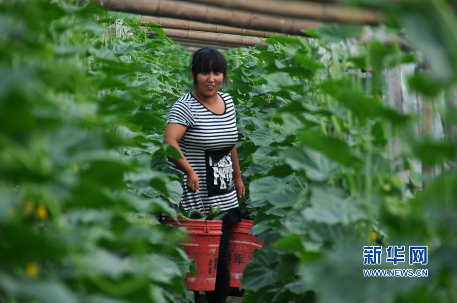 ���σ�(n��i)�S:�߲˲��չ�����(ji��)���Ј�