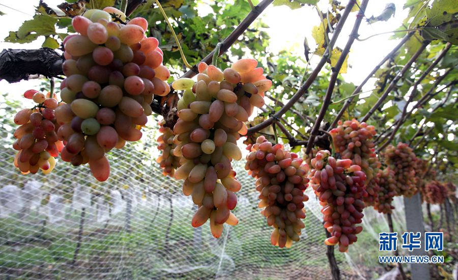 ���W�jý�w���D�ġ��������ݣ����a�I(y��)��ؚ�����r��