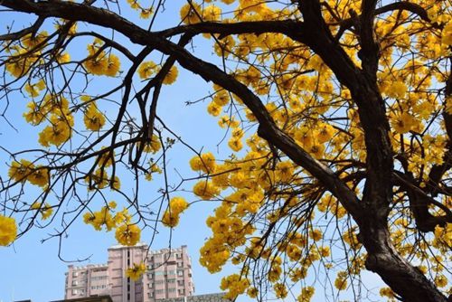 賞花季 臺灣黃花風(fēng)鈴木盛開揭春天序幕