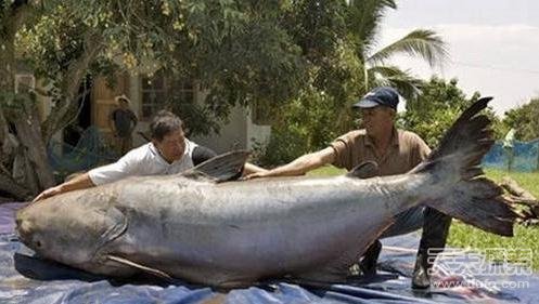 �LҊ�R(sh��)����������ʮ��ֻ���ľޟo�Ԅ�(d��ng)��