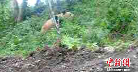 �Ĵ��o��һ�ΰl(f��)�F(xi��n)2ֻҰ�����w����؈