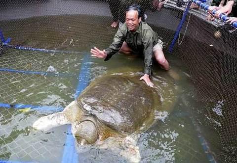 越南340斤“百年老鱉”死亡 舉國震動(dòng)(圖)