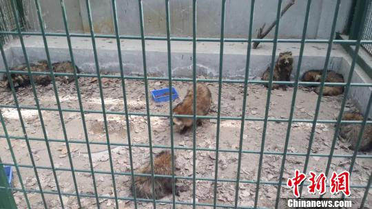 北京懷柔放生藍狐、貉事件組織者找到共放生380只