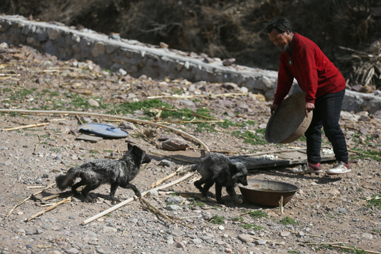 專家質(zhì)疑盲目放生:大白天的把夜鷹往哪兒放