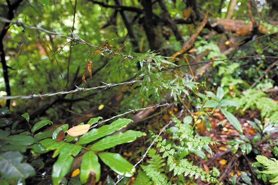 ���ų������܇����F�z�W(w��ng)���o����߀����͵�I�߷�Խ�o���ƉĘ���