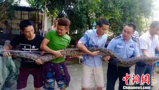 云南4米長巨蟒被關(guān)養(yǎng)18年終獲解救