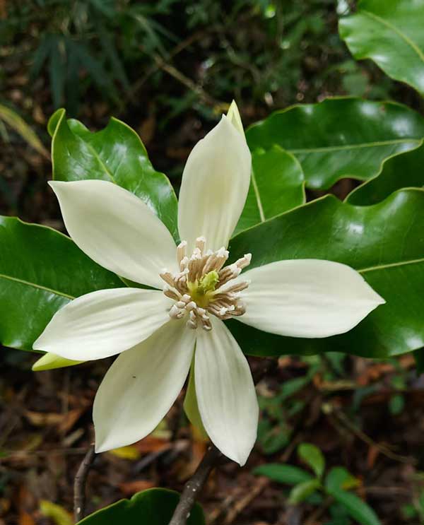 �L��ľ�m��