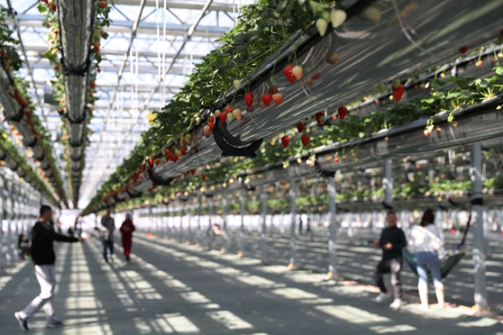 4��4�����ο������u�G�ִ��r(n��ng)�I(y��)�Ƽ����޹�˾�Ĳ�ݮ���������e��ժ�����ܼ��յĘ�Ȥ��(���M�� �z13)�Ԓ13854260100.JPG