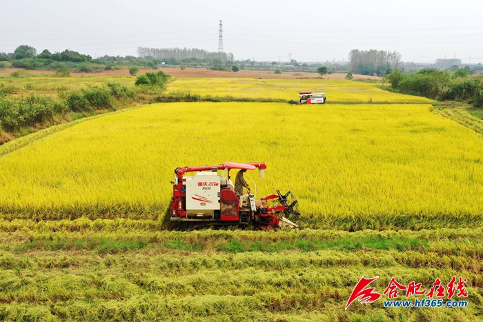 稻谷金黃 顆粒歸倉(cāng) (1)