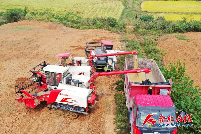 稻谷金黃 顆粒歸倉(cāng) (7)