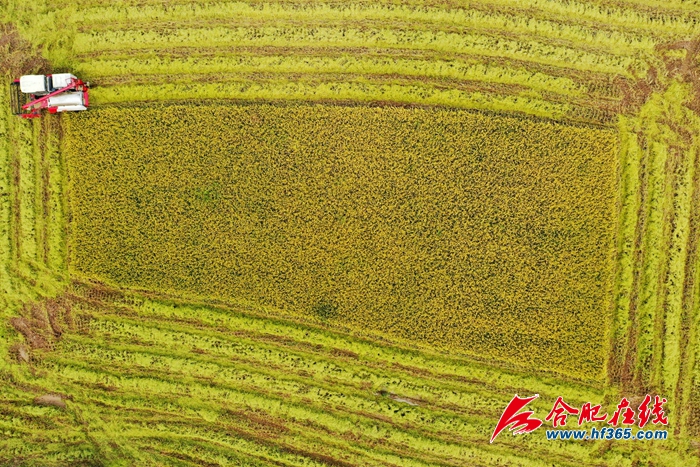 稻谷金黃 顆粒歸倉(cāng) (4)