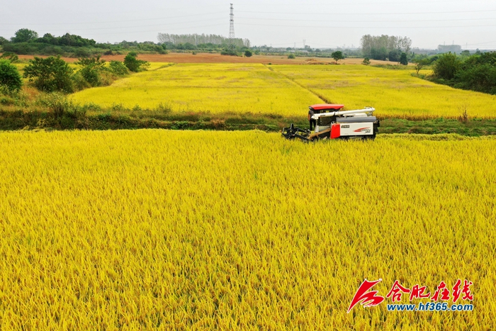 稻谷金黃 顆粒歸倉(cāng) (2)